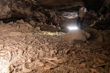 Ossements de la grotte du site de Umm Jirsan. © Commission saoudienne du patrimoine