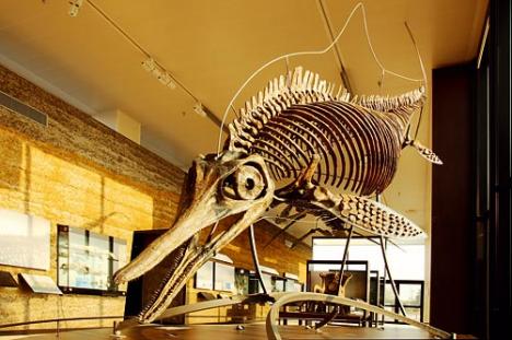 L'Ophthalmosaurus présenté au Paléospace, le musée de paléontologie de Villiers-sur-Mer © Photo Paléospace