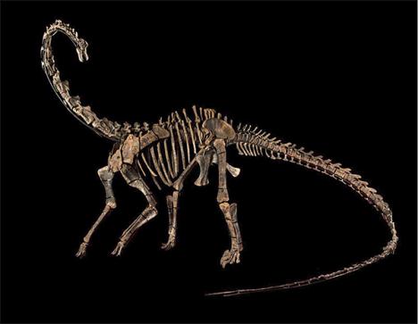 Squelette de dinausore : Kaatedokus Siberi, Diplodocus, Jurassique Supérieur, 3 m x 12 m, Vente du 11 avril 2018 - OVV Binoche et Giquello