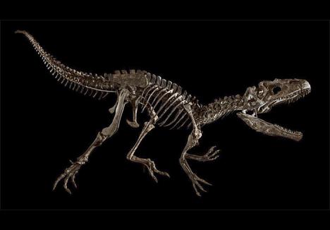 Squelette de dinausore : Allosaurus jimmadseni