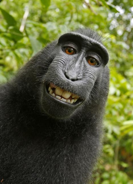 Autoportrait d'un singe de Célèbes (Macaca nigra) au nord de Sulawesi(Indonésie)