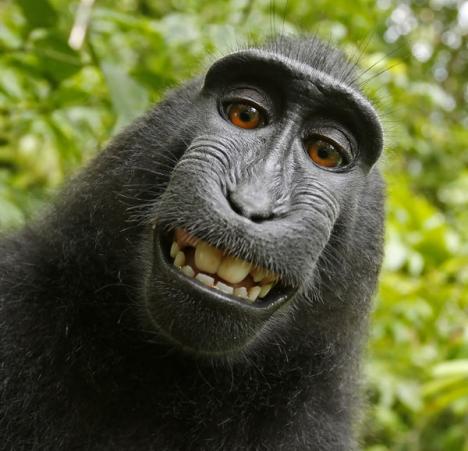 Autoportrait de Naruto, un singe de Célèbes (Macaca nigra) au nord de Sulawesi (Indonésie) © David Slater