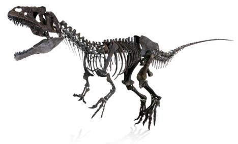 Dinosaure carnivore, daté du Jurassique supérieur.