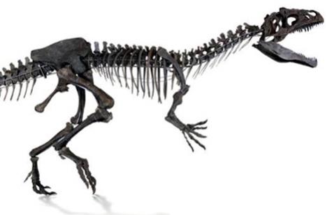 Squelette du théropode vendu à 2 millions d'euros.