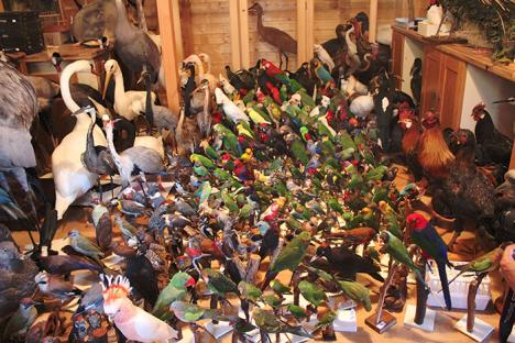 Oiseaux de la donation Bonnetain 