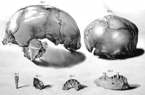 Planche I illustrant <em>Les recherches sur les ossements fossiles découverts dans les cavernes de la Province de Liège</em> (1833-1834) de Philippe-Charles Schmerling.