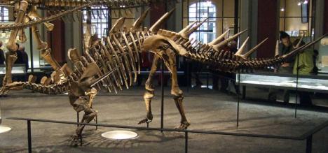 Fossile Kentrosaurus aethiopicus au musée d'Histoire naturelle Berlin