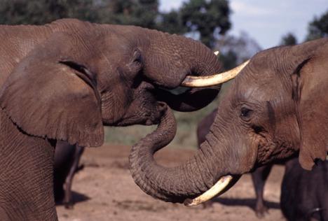 Deux éléphants
