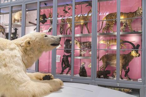 Ours polaire au 2e étage du Muséum de Bordeaux - Photo F. Deval