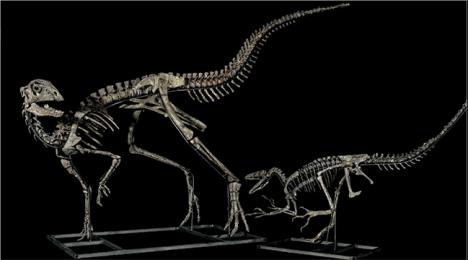 Deux dinosaures, l'Othnielia et l'Ornitholestes, de la vente Binoche et Giquello, le 16 avril 2019