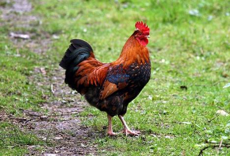 Un coq. © Photo Remi Jouan, CC BY-SA 3.0.