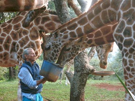 Peter Beard nourrissant des girafes à Hog Ranch en 2014. © Peter Beard