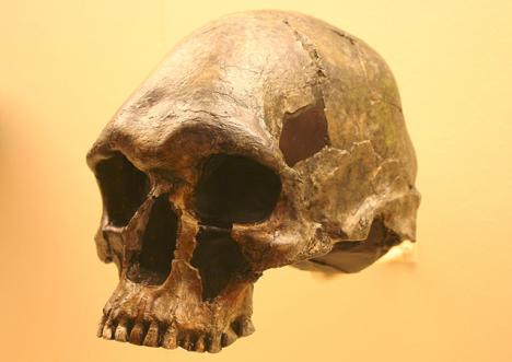 Crâne d'Homo Sapiens. © Photo Ryan Somma