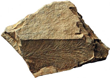 Fragment de pierre contenant des gravures datant du Magdalénien. © Plos One