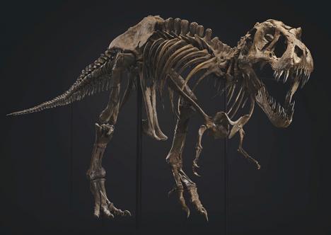 Le tyrannosaure rex (T-rex)  Stan vendu par Christie's New York le 6 octobre 2020. © Christie's Images Ltd 2020