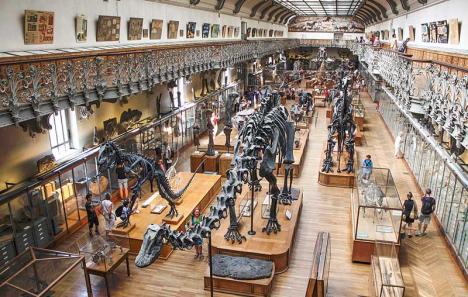 Galerie de paléontologie et d'anatomie comparée du museum d'histoire naturelle de Paris. © Shadowgate, 2013, CC BY 2.0