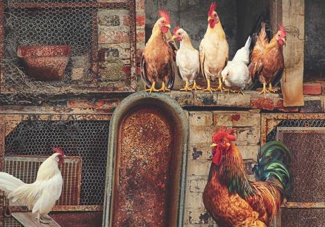 Coqs et poules dans un poulailler. © enriquelopezgarre / Pixabay License
