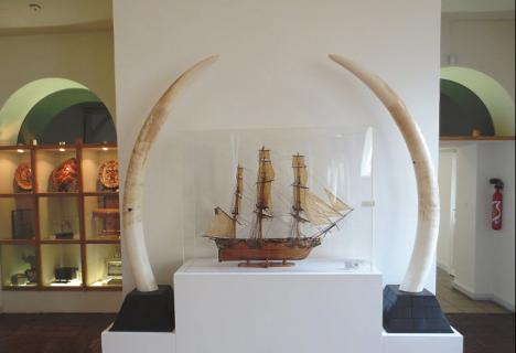 Musée du Septennat de François Mitterrand : paire de défenses du président de Centre Afrique et maquette de l'Astrolabe 1811 du président des Seychelles © Photo Arnaud 25 - 2013 - Licence CC BY-SA 3.0