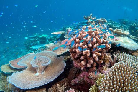 Grande barrière de corail en Australie. © Holobionics, 2016, CC BY-SA 4.0