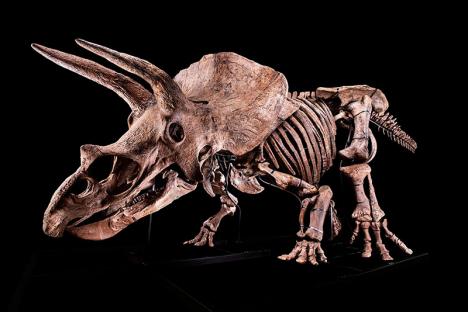 dinosaure-Big-John-Triceratops-horridus-crétacé-supérieur-66-millions-années-copyright-photo-Binoche-Giquello