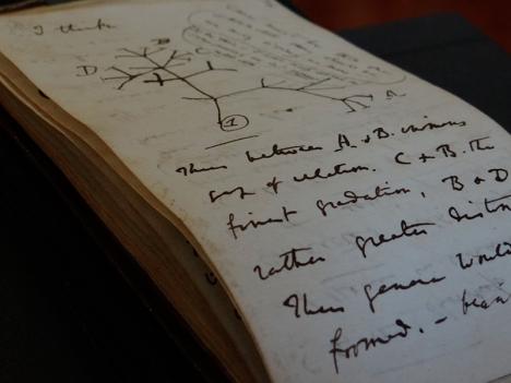 Page d'un carnet rédigé par Charles Darwin en 1837. © Stuart Roberts / Cambridge University