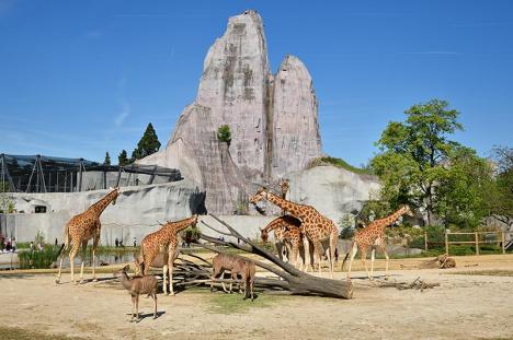 Grand Rocher du zoo de Vincennes. © F.-G. Grandin / MNHN, 2017