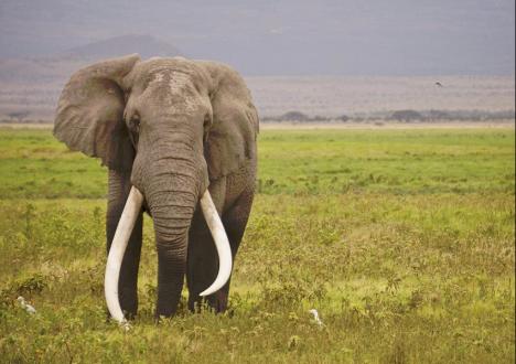 Depuis le 6 juin, la vente, l’achat, l’exportation et l’importation au Royaume-Uni de l’ivoire d’éléphant est prohibé.
