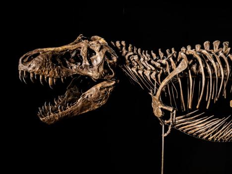 La tête de « Shen », squelette de Tyrannosaure mis en vente par Christie's à Hong Kong. © Christie's Images Ltd. 2022