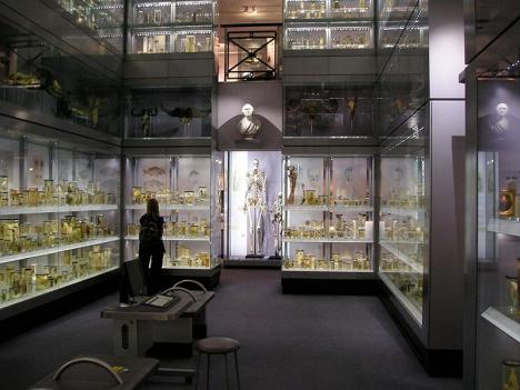 Squelette de Charles Byrne exposé au Hunterian Museum de Londres. © StoneColdCrazy, 2007, CC BY-SA 2.0