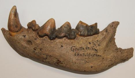 Mâchoire de hyène des cavernes découverte à Châtelperron. © Musée Anne de Beaujeu