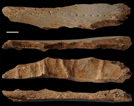 Fragment de bassin d’un mammifère, découvert Canyars près de Barcelone en Espagne. © Science.org, 2023