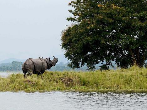Un rhinocéros dans le parc de Kazinraga en Inde. © Diganta Talukdar, 2017, CC BY-SA 4.0