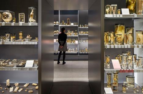 Nouvelles salles du Hunterian Museum. © Hufton Crow