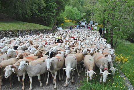 La transhumance des moutons au départ de l'Espérou. © Pascal Pialot, CC-BY-SA-4.0