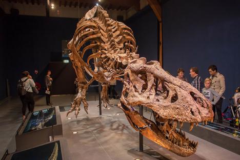 Le T-Rex Trix exposé à Naturalis, à Leyde (Pays-Bas). © JvL, 2017, CC BY 2.0