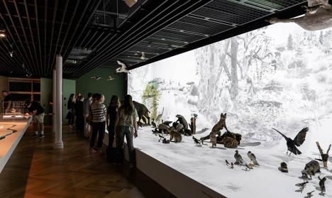Salle rénovée du Musée zoologique. © M. Bertola / Musées de Strasbourg