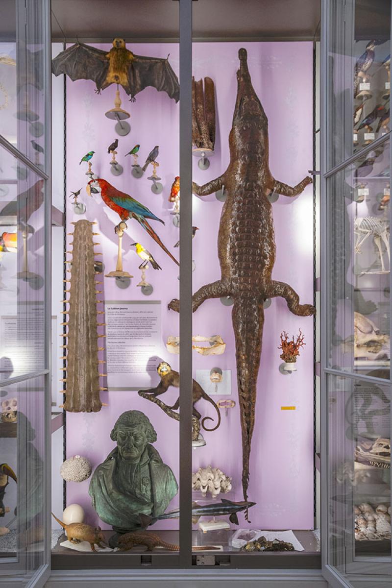 Le crocodile de Bonaventure Journu au Muséum de Bordeaux - Photo F. Deval