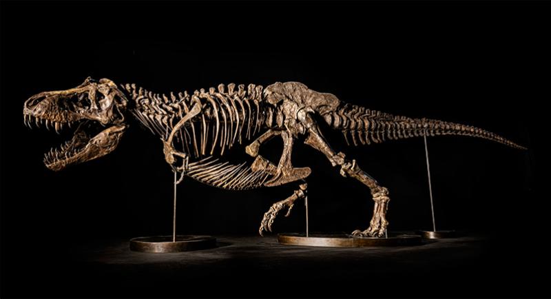 « Shen », squelette de Tyrannosaure mis en vente par Christie's à Hong Kong. © Christie's Images Ltd. 2022