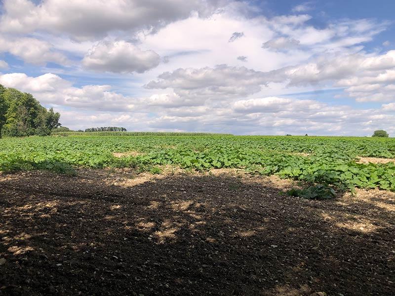 Lieu du suicide de Van Gogh commune d'Auvers-sur-Oise © D.R.