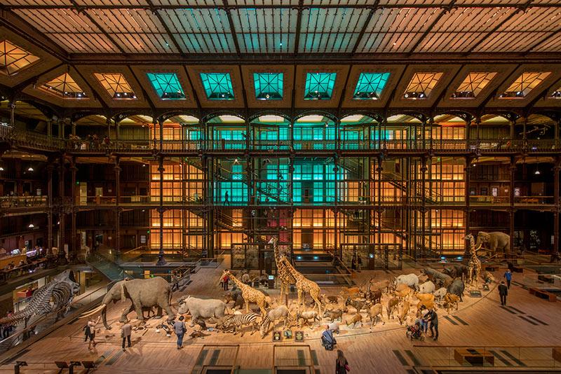 La caravane africaine de la Grande galerie de l'évolution du Museum national d'histoire naturelle, rénovée en 1994. © MNHN / Bruno Jay