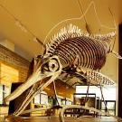 L'<em>Ophthalmosaurus</em> présenté au Paléospace, le musée de paléontologie de Villiers-sur-Mer. - Crédit : Paléospace l'Odyssée